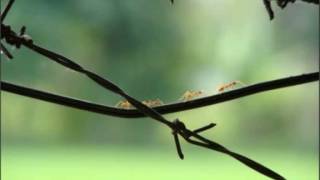 José Afonso - &quot;A formiga no carreiro&quot; do disco LP &quot;Venham mais Cinco&quot; (1973)