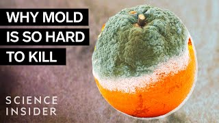 Why Mold Is So Hard To Kill