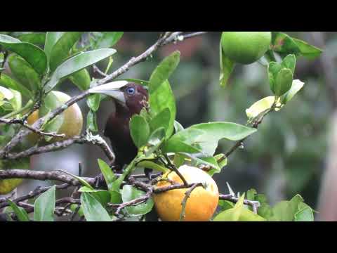 Chestnut-headed Oropendola at Finca Seis Valles, Copan (15nov2017 by Oliver Komar MVI 0271)