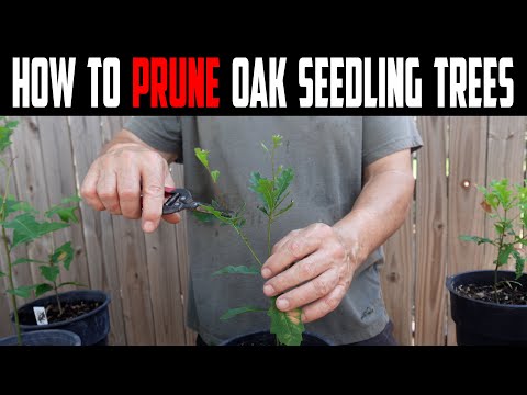 How To Prune Oak Seedling Trees