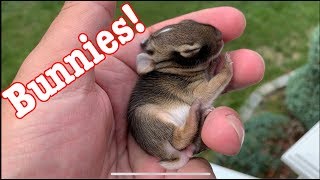 Caring for Baby Cottontail Bunnies found in our Backyard!