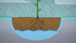 Planting A Bare Rooted Tree