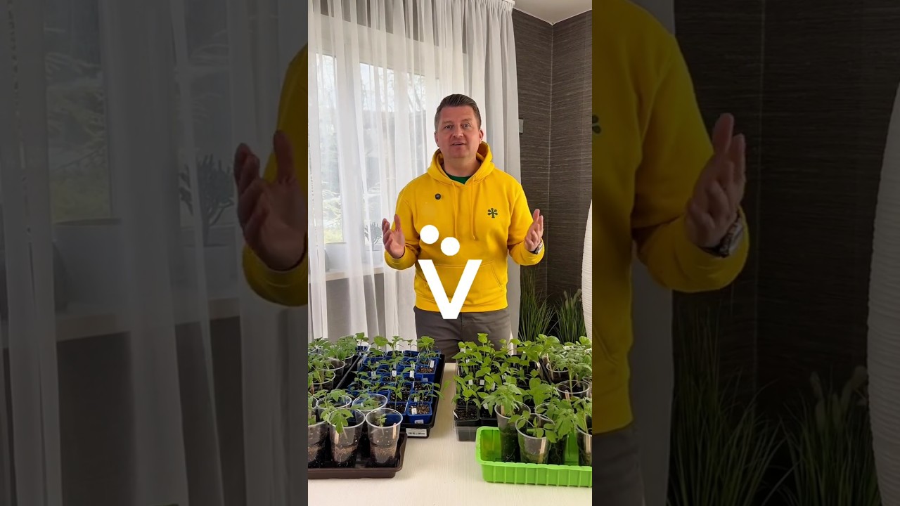 Агрореалити Битва за урожай! Вторая подкормка рассады перцев, томатов и баклажанов. Не пропустите!