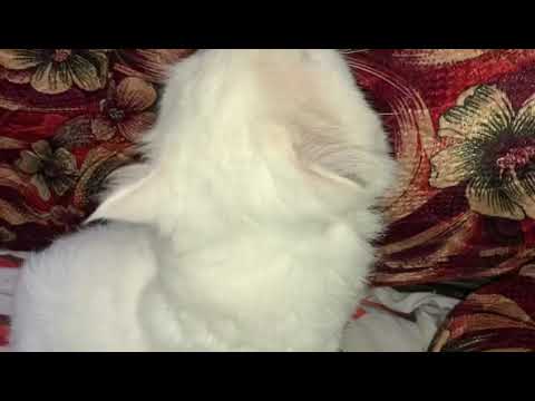 YouTube video about: What to feed a cat with acid reflux?