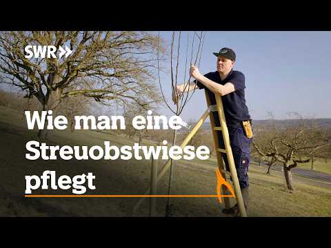 How to maintain an orchard meadow | SWR Craftsmanship