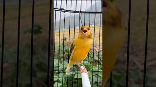 Download lagu Kenari gacor emosi #kenari #kenarigacor #canary #canarias #canario #birds #shorts #shorts mp3