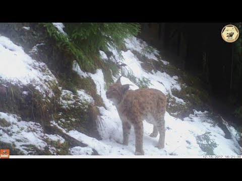 Cuibul de Buhă și Râsul pe cărarea monitorizată