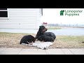 Rottweiler dogs for sale: Roman - Video 1