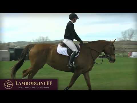 Lamborgini EF Flatwork