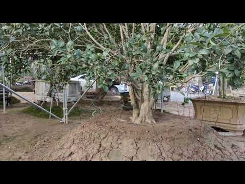 Vườn Mộc trăm tỷ lớn nhất Việt Nam ngay trong lòng Hà Nội | Vua Tùng