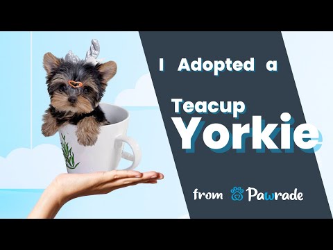 Pawrade Parent - Testimonial - Benji the Teacup Yorkie Puppy