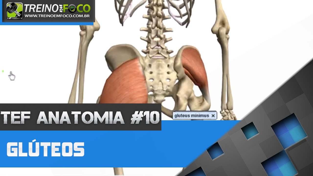 Treino em FOCO Anatomia #10 - Musculatura de Glúteo