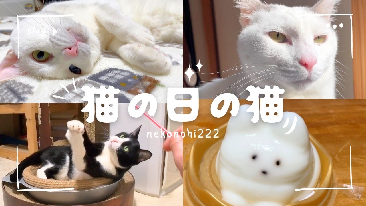 ただ猫とのんびりする猫の日