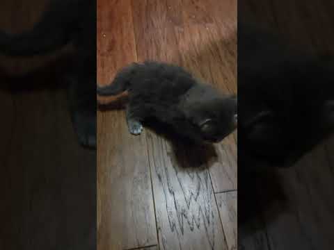 3 Polydactyl  Maine Coon Kittens learning how to walk