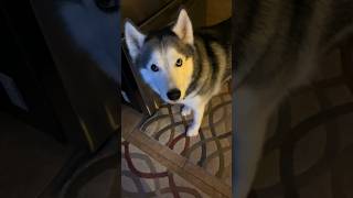 Treats are life #metookona #husky #doggo #puppy #dog #iwannaknowwhy #funny #mygi