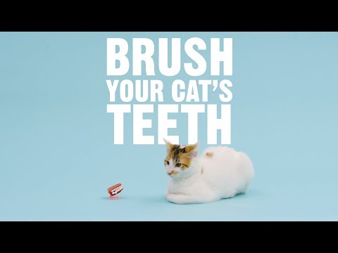 How To Brush Your Cat's Teeth | Chewy - YouTube
