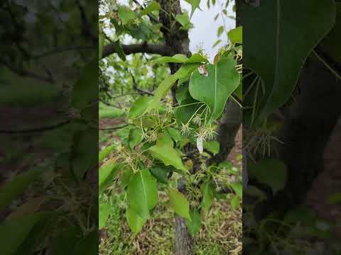problems of low Fruit set in Asian pear