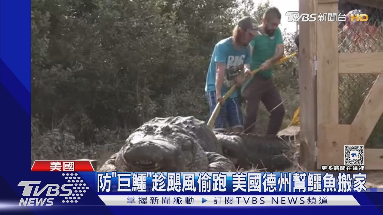 幫鱷魚搬家！防「巨鱷」趁颶風侵襲偷跑　美德州警戒中