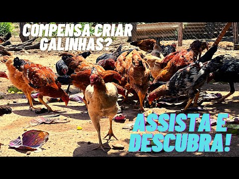 Criação de galinha caipira dá dinheiro? Veja você mesmo!