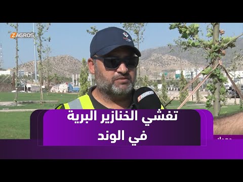 فيديو | دهوك.. منطقة صناعية قديمة تتحول إلى رئة خضراء لانتعاش المدينة