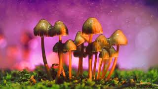 STICKY FINGERS - AUSTRALIA STREET (LYRICS)