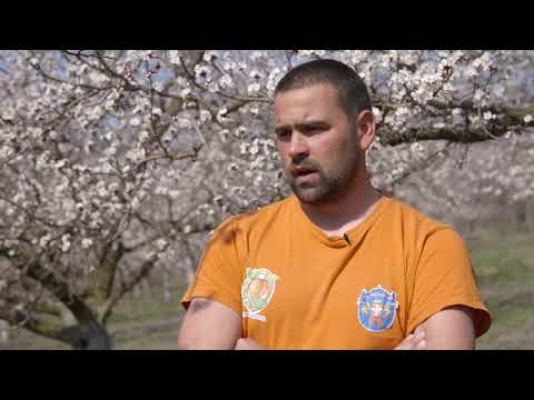 Uzgoj kajsija u selu Miokovci - U nasem ataru 785