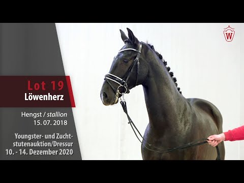 Youngster- und Zuchtstutenauktion/Dressur 19 Löwenherz Hengst v. Livaldon - Prince Thatch xx