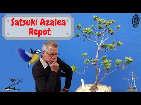 Repotting my Satsuki Azalea Bonsai.