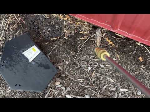 Big Ant Colony Underneath Rodent Bait Station in Far Hills, NJ