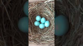 A Fascinating Look at Baby Bluebirds: Time-Lapse Video with Live Nest Box Cam