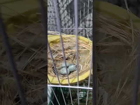 How to Breed Canaries Successfully at Home