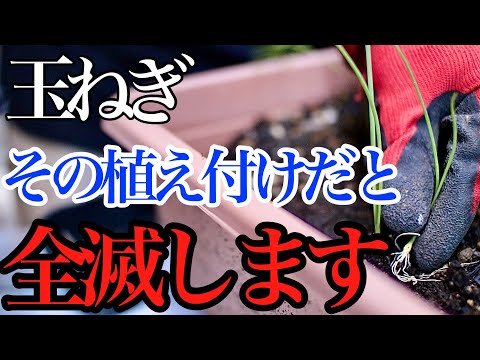 ハシバミの木はいつ植えるのですか？どうやって ？そして、植えた後はどうすればいいのでしょうか？  庭園