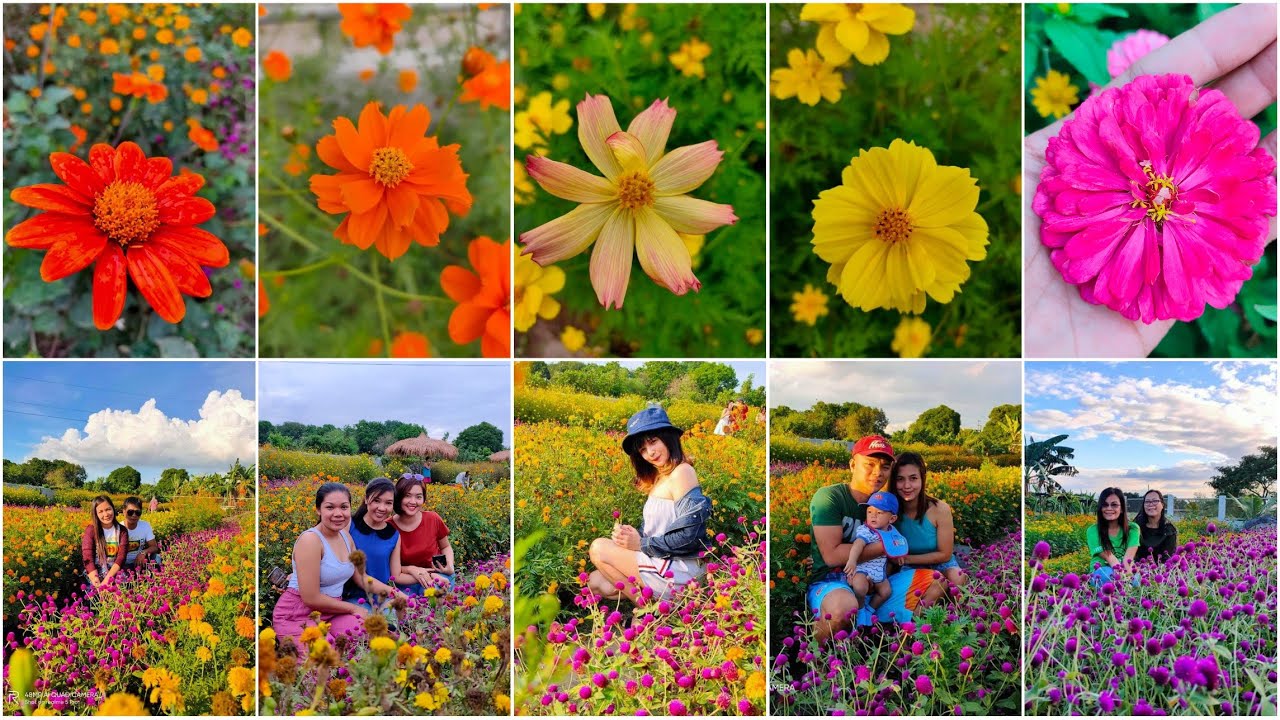 Flowering plants 🌺🌺💞