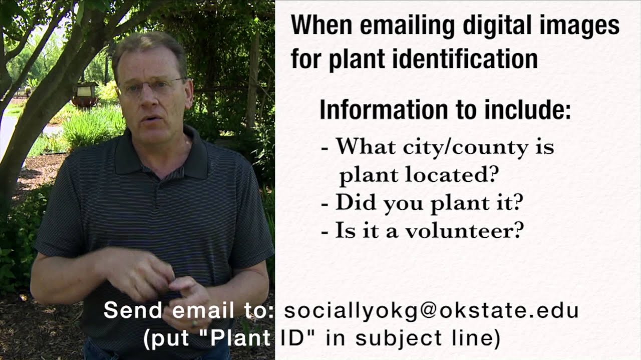 Submitting a Plant Sample for Identification