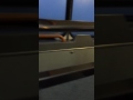 NUTTY BOTTLE FLIP 1 10000 CHANCE