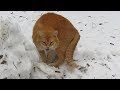 Old Cat Meow Because Very Hungry