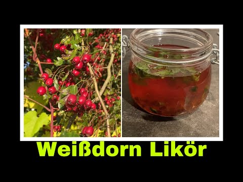 Weißdorn Kräuterlikör | Likör aus der Mehlbeere | Selbstversorgung: Kräuter