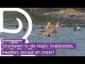 De onderwaterwereld van het Grevelingenmeer ontdekken