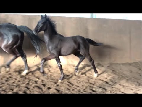 *2018 Hengst von Livaldon - Prince Thatch xx