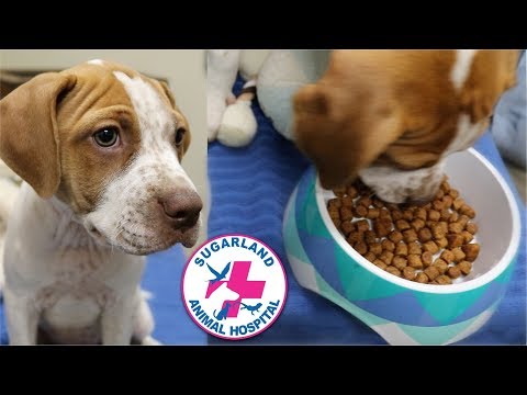 CAN MY PET HAVE FOOD AND WATER BEFORE SURGERY?