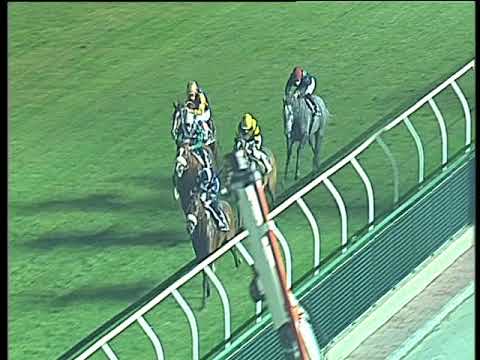 Galoppo 22/11/2017 - 5ª corsa