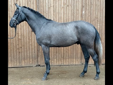 2017 Oldenburg stallion by CORNET OBOLENSKY ! www.sporthorses-online.com