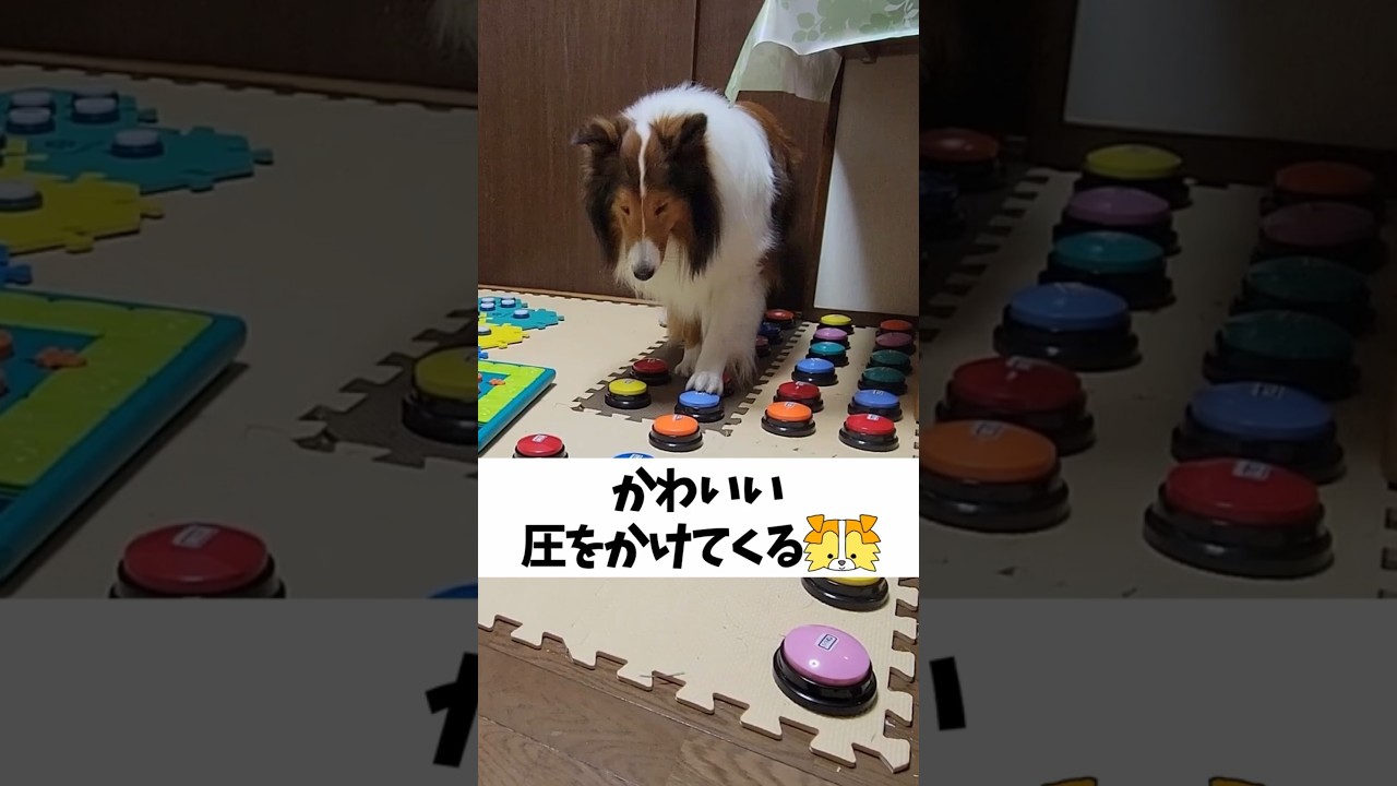 かわいい圧をかけてくるシェルティ【会話ボタンでしゃべる犬】 #shorts #犬