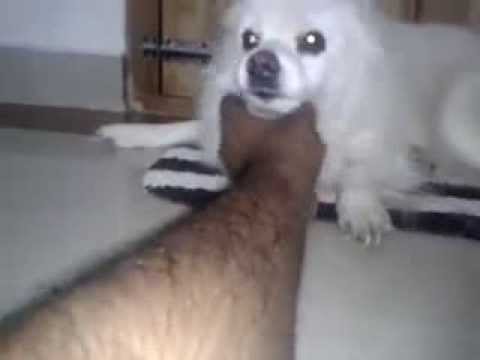 CHINCHU... MY PET....