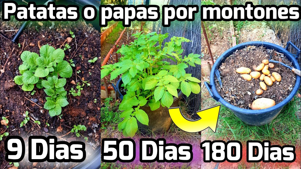 MILES de PATATAS en MACETA todo el Año! Plantar y Cultivar Papas en Sacos o Cubos! Sembrar papas