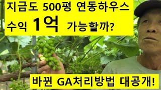 500평 대형하우스 수익공개 바꾼 더크리 방법을 알려드립니다 일부만 실험해 보시고 내년에 판단 하시면 될거같…