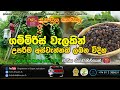 ගම්මිරිස් වගාවෙන් උපරිම අස්වැන්නකට න