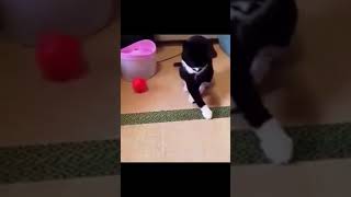 Funny Videos 2021 ● #shorts