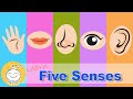 Five Senses Learn 5 Senses For Kids