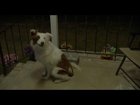 The Stray (Clip 'What's That?')